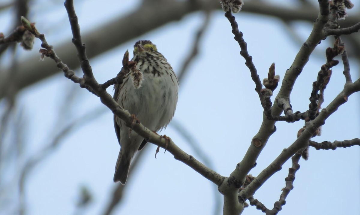 Savannah Sparrow - ML236096661
