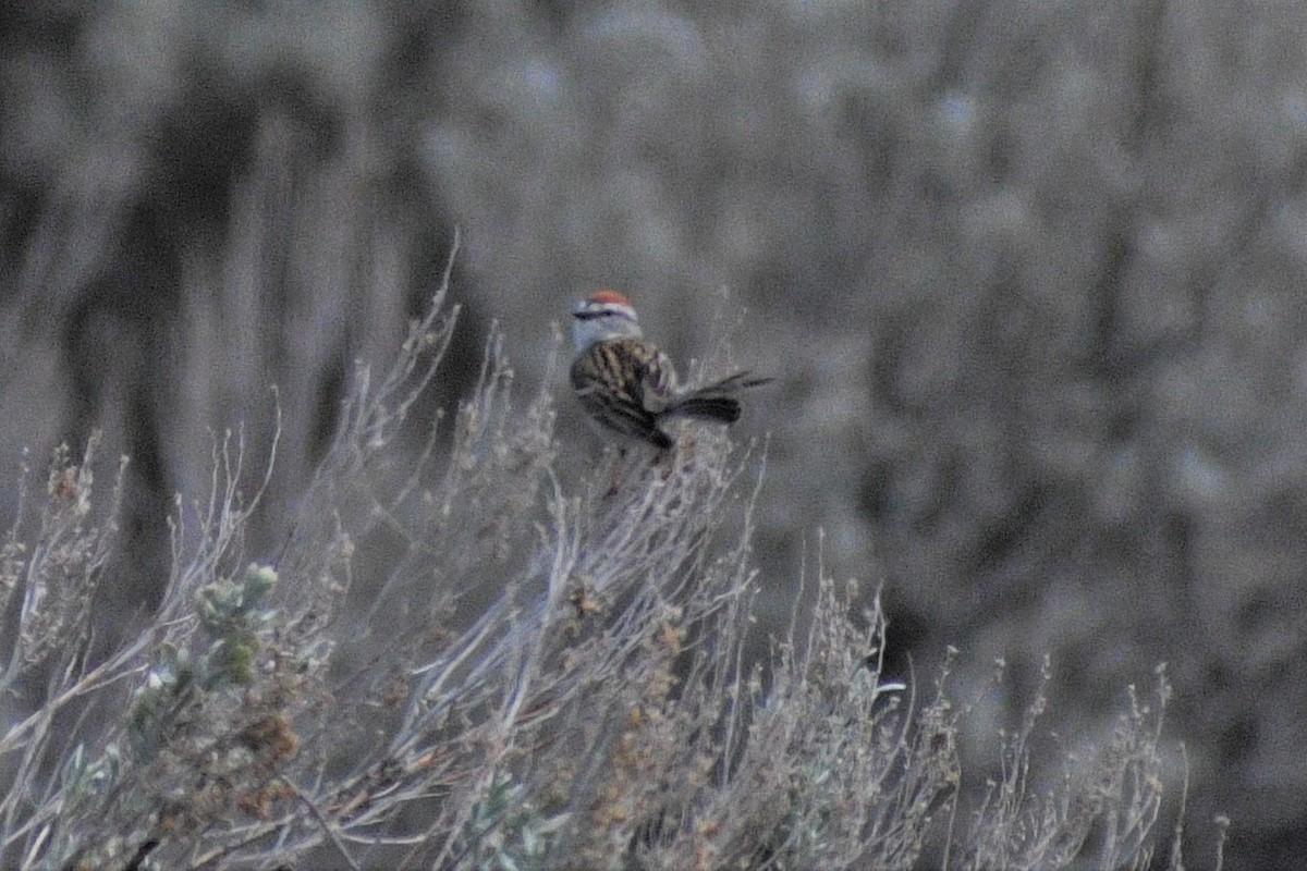 Chipping Sparrow - ML236098841