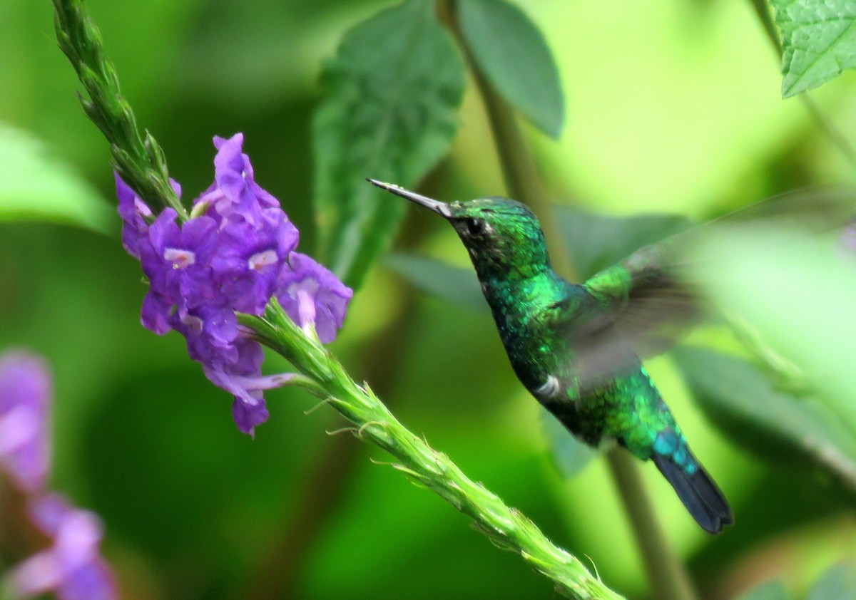 Blue-tailed Emerald - Fernando Angulo - CORBIDI
