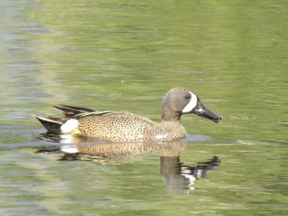 Blue-winged Teal - ML236103041