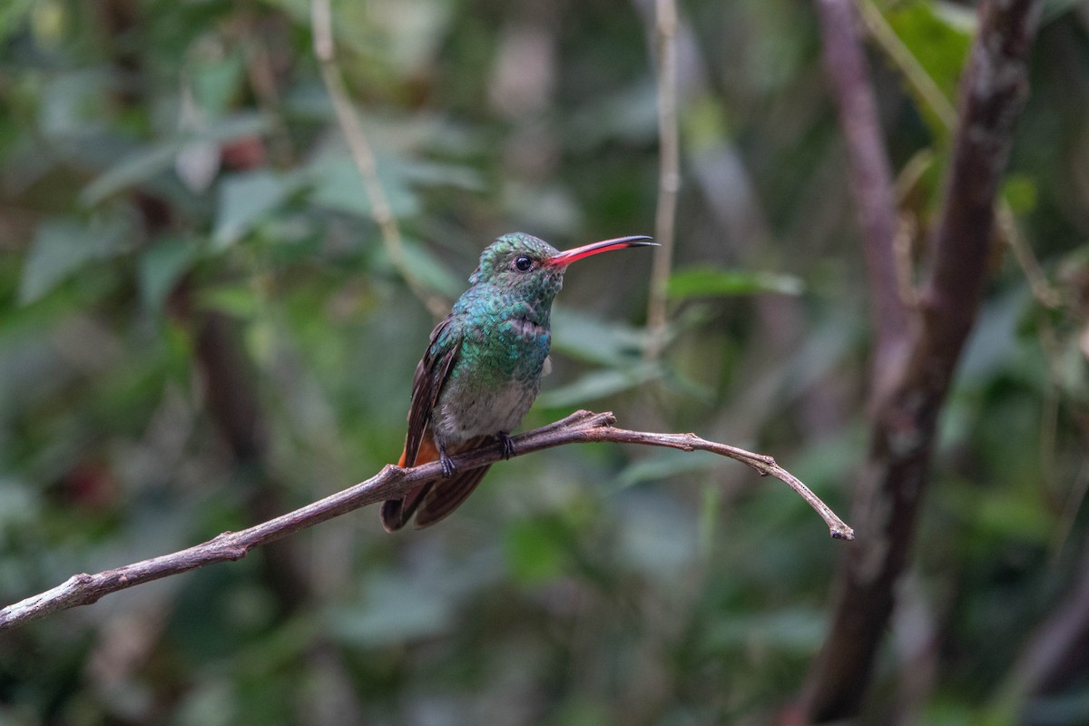 Rufous-tailed Hummingbird - Neil Bjorklund