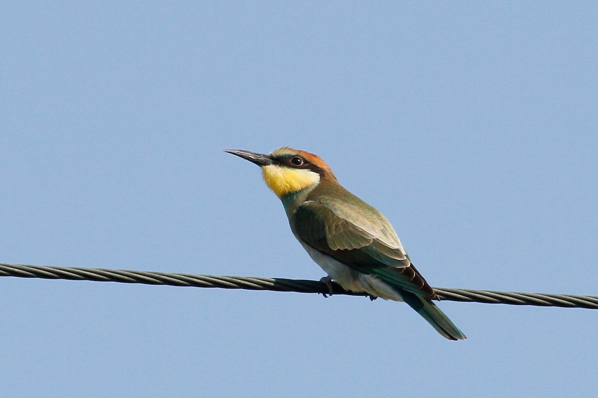 European Bee-eater - Steve Heinl