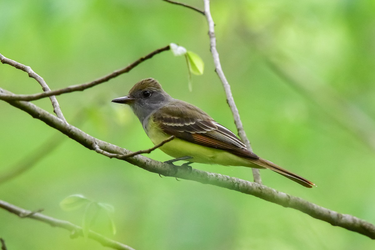 Great Crested Flycatcher - Rebekah Holtsclaw