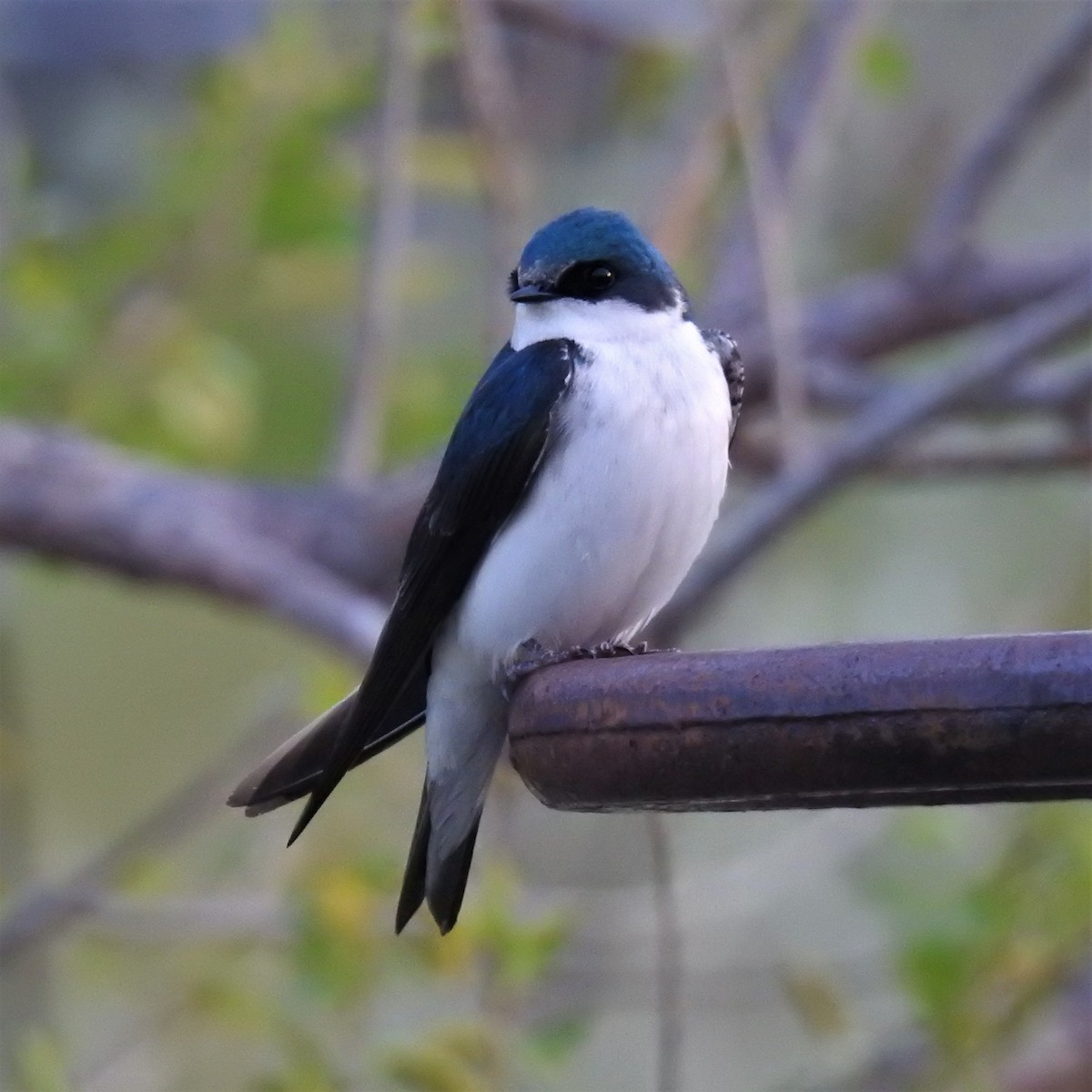 Tree Swallow - Chipper Phillips