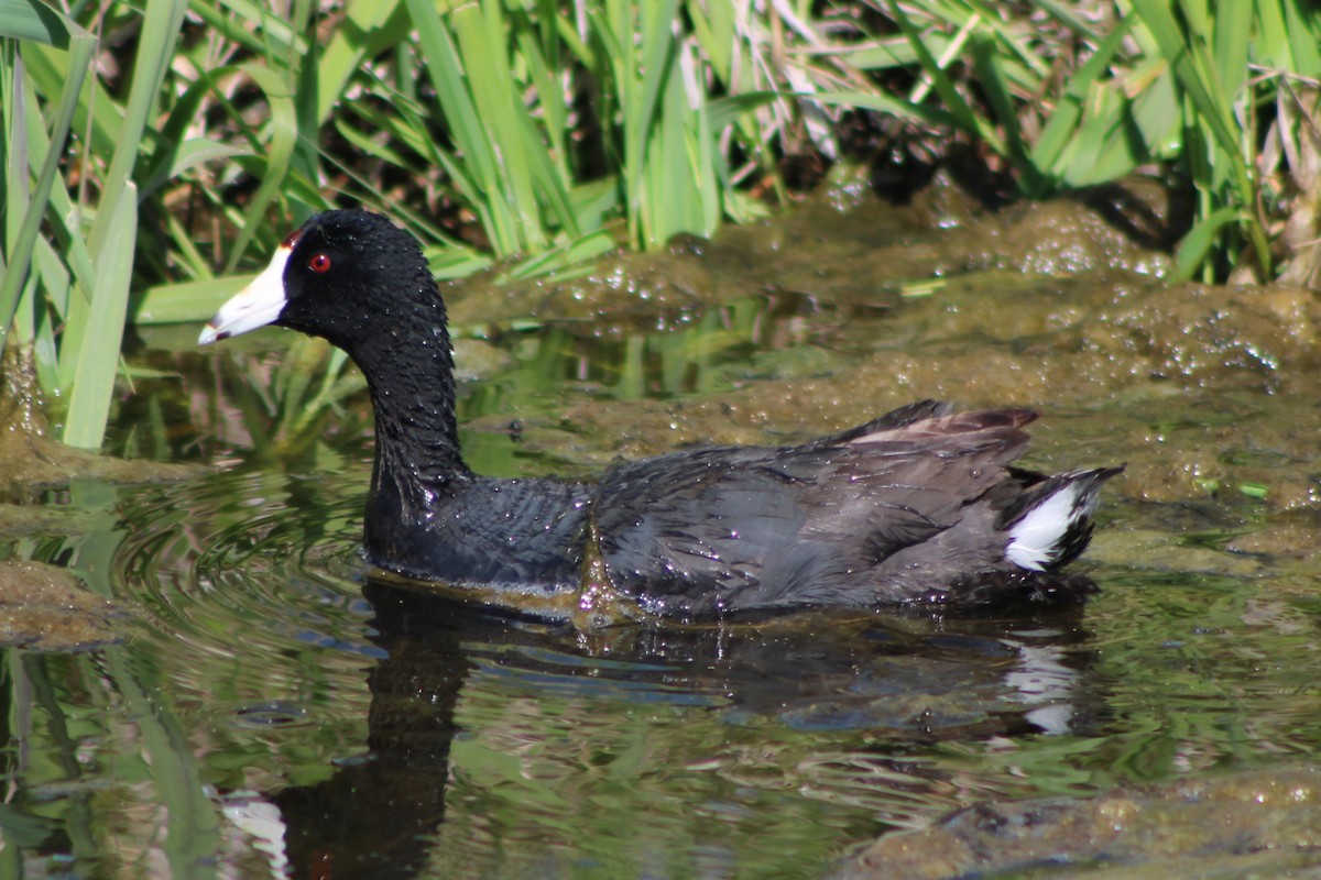 American Coot (Red-shielded) - ML236106661