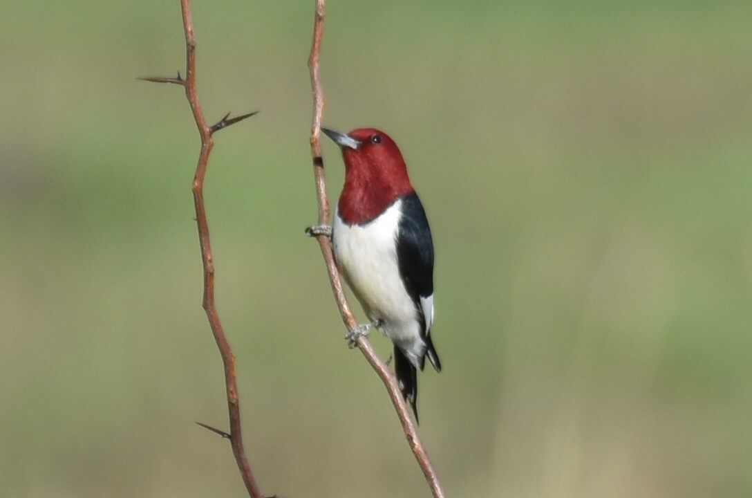 Red-headed Woodpecker - JJ and Mark Davis