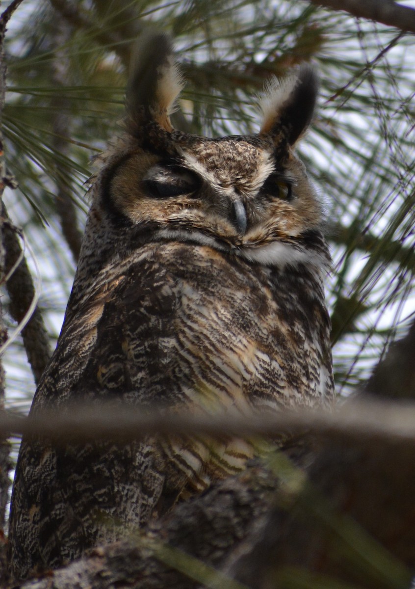 Great Horned Owl - Filip Panusz