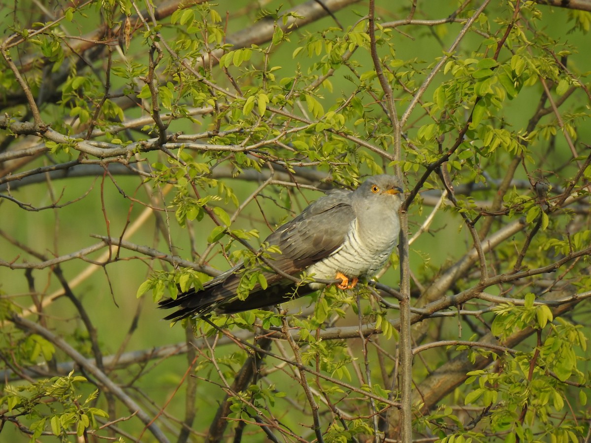 Common Cuckoo - Igor Kozytsky