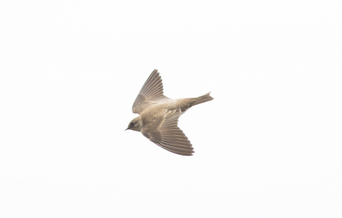 Northern Rough-winged Swallow - Malkolm Boothroyd