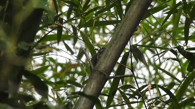 Speckled Piculet - ML236115091