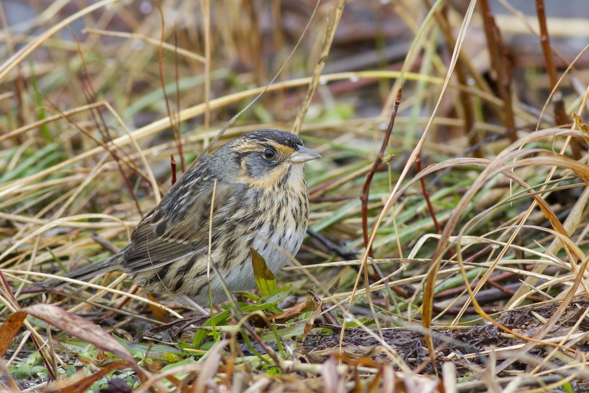 Saltmarsh Sparrow - Samuel Paul Galick