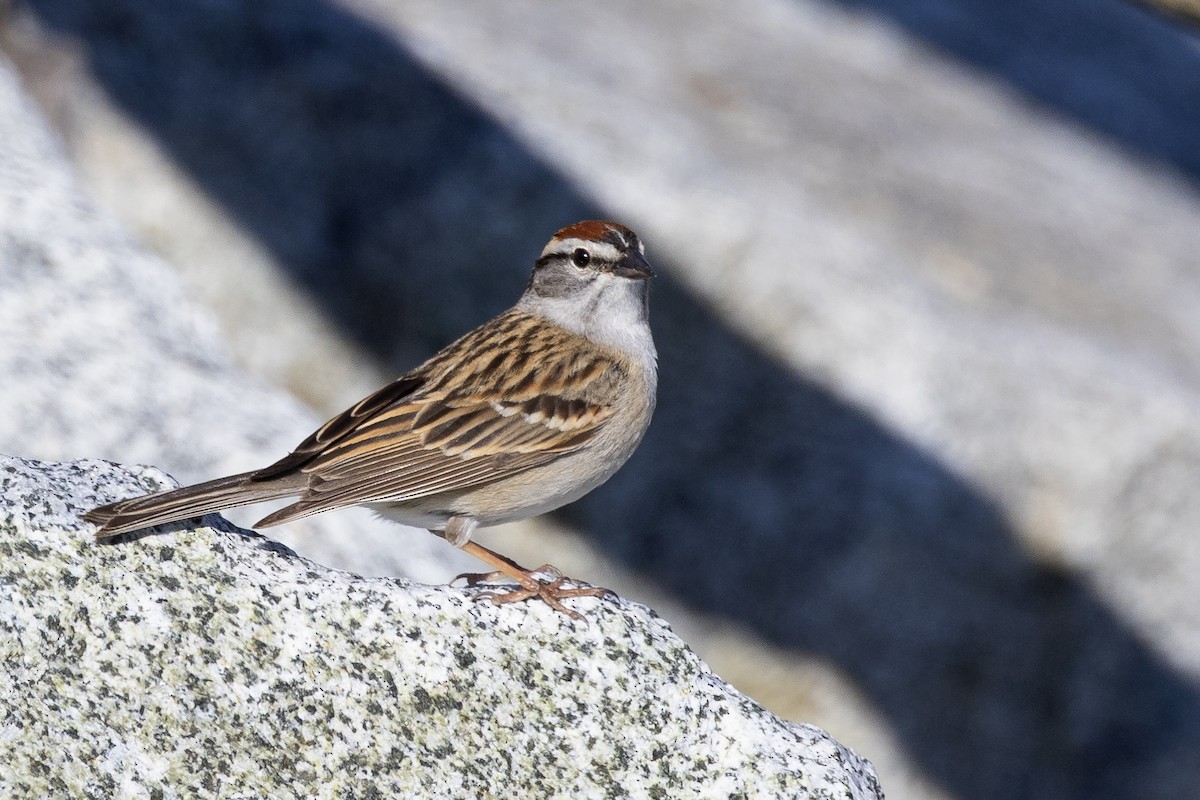 Chipping Sparrow - ML236116981