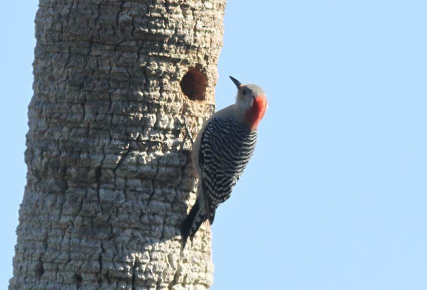 Red-bellied Woodpecker - Paul Marvin