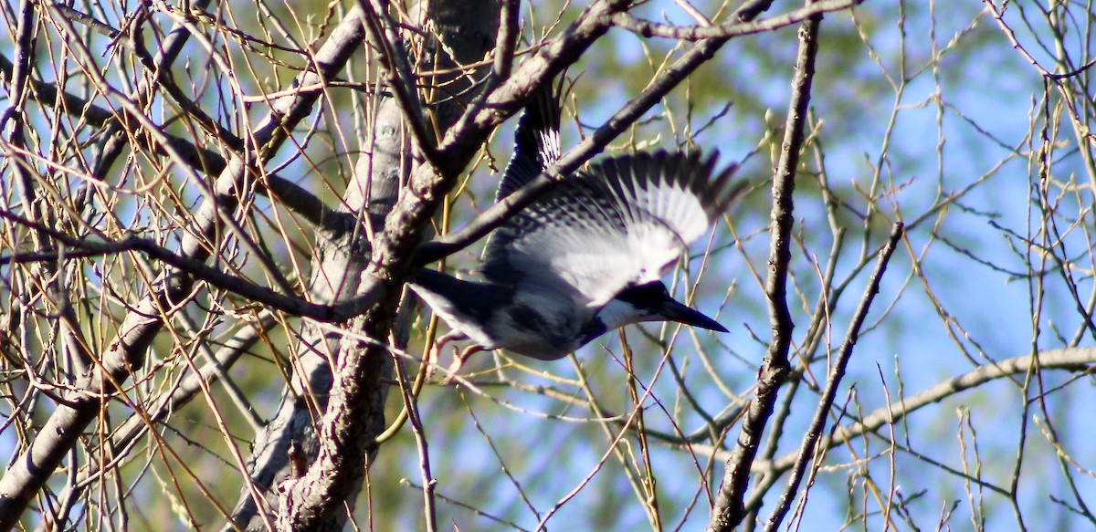 Belted Kingfisher - ML236118471