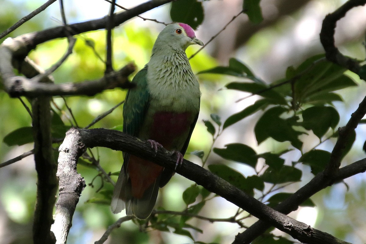 Red-bellied Fruit-Dove - ML236119731