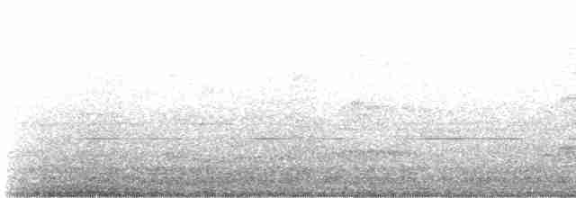 Karayip Islıkçı Ördeği - ML236122