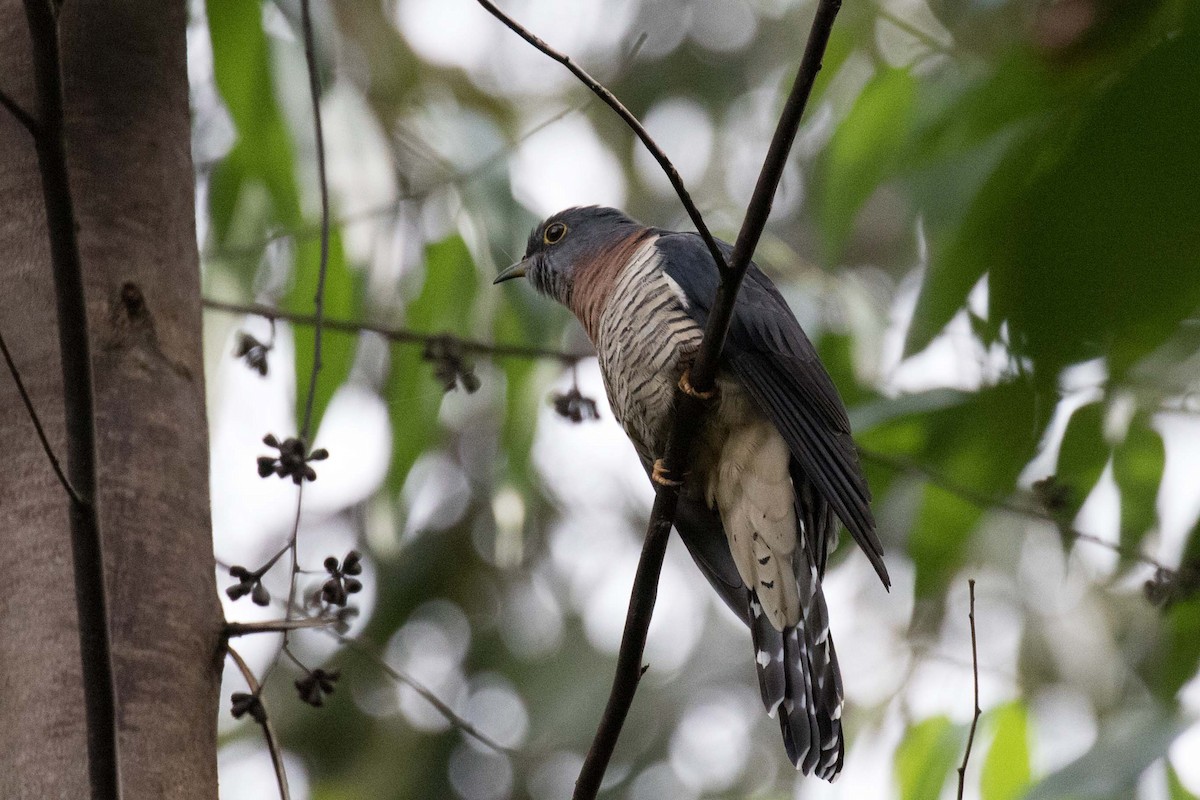 Red-chested Cuckoo - ML236122701
