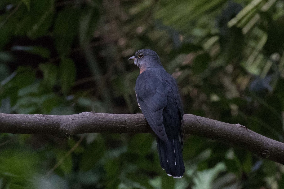 Red-chested Cuckoo - ML236122751