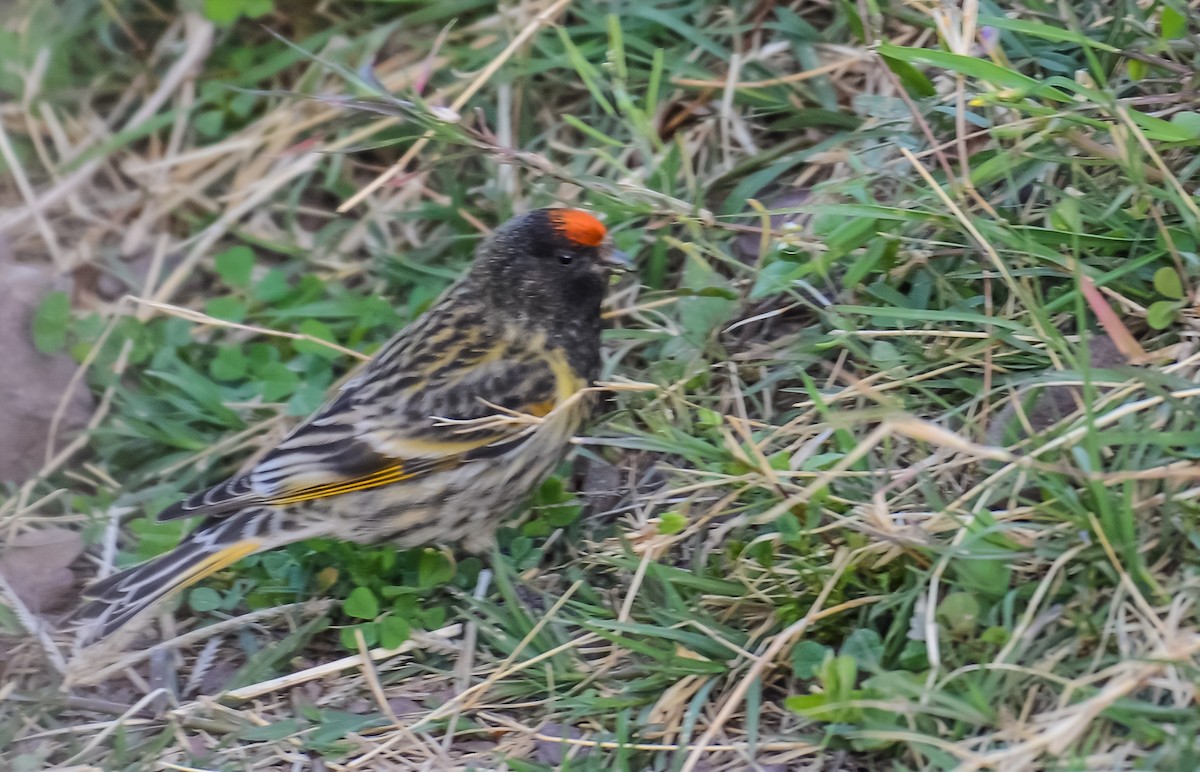 Fire-fronted Serin - Mohinder Singh Jamwal