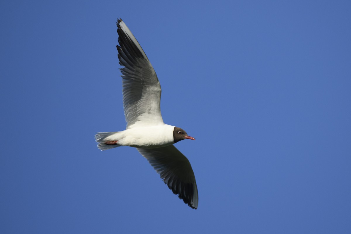 Mouette rieuse - ML236124651