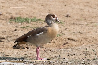 Egyptian Goose, ML236126711