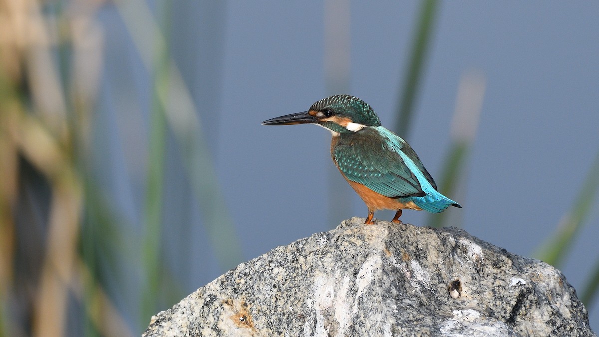 Common Kingfisher - Sanjay Malik
