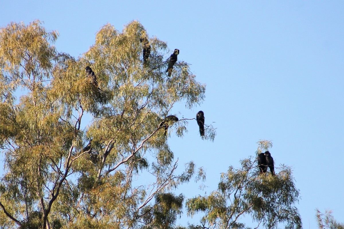 Red-tailed Black-Cockatoo - Sam Adams