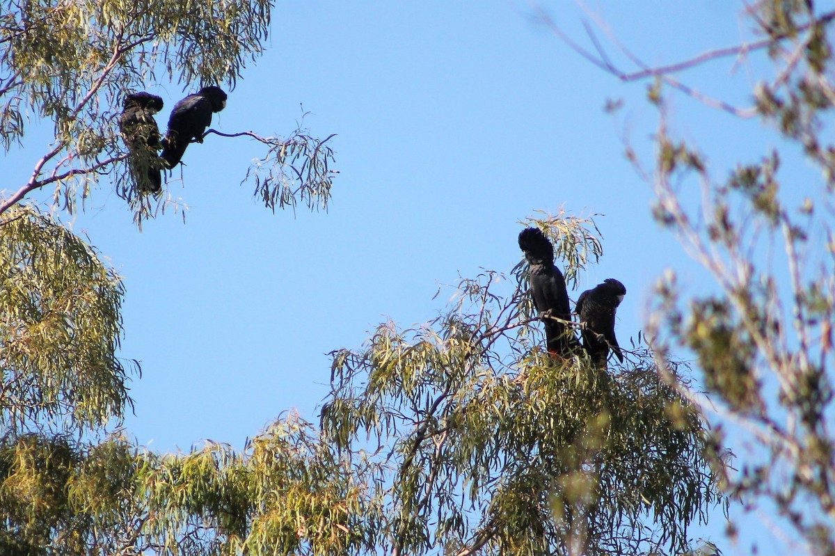 Red-tailed Black-Cockatoo - ML236127811