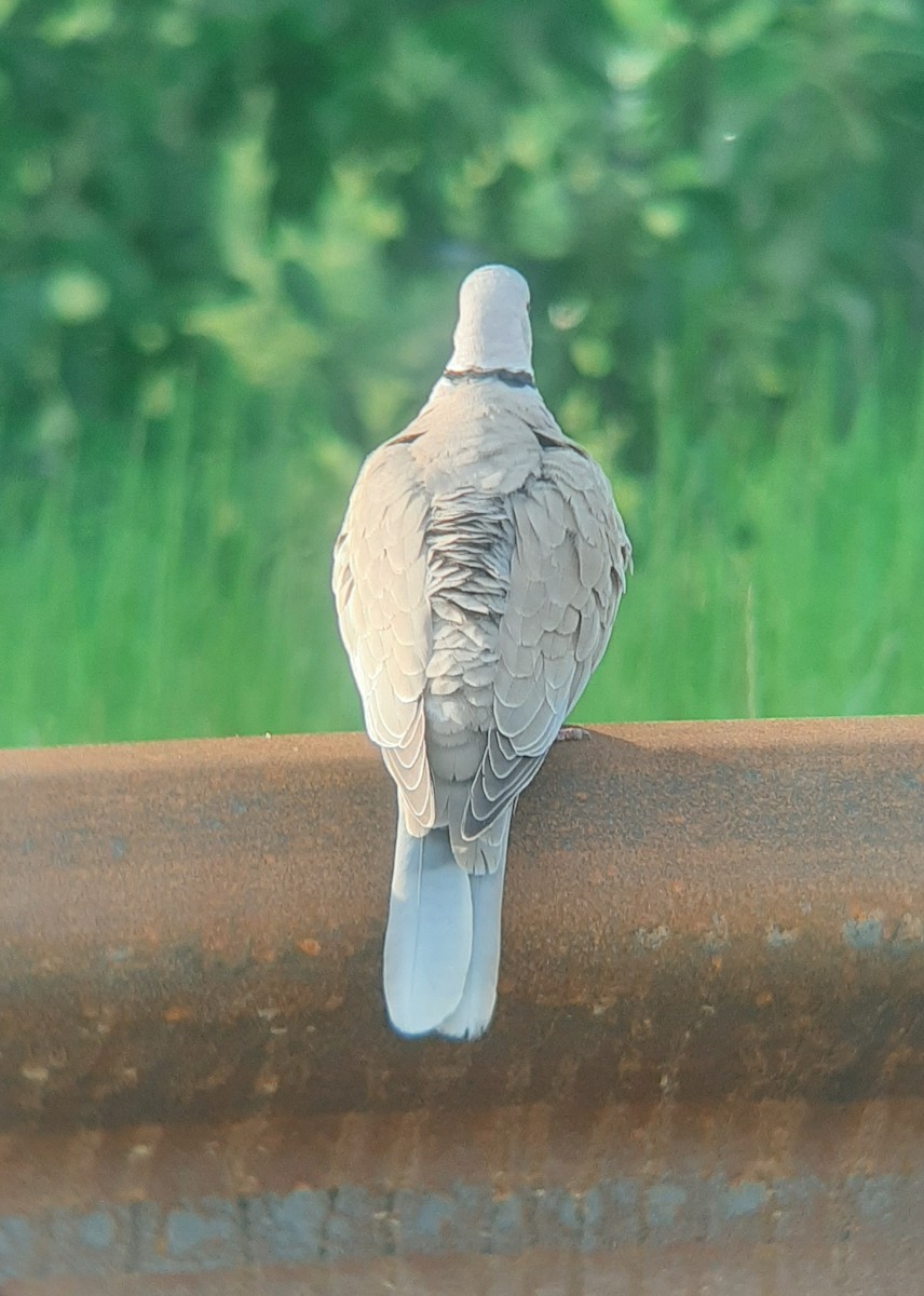 Eurasian Collared-Dove - Ruth Meyer