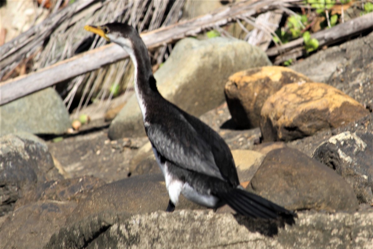 Little Pied Cormorant - Jan and Larry Martin