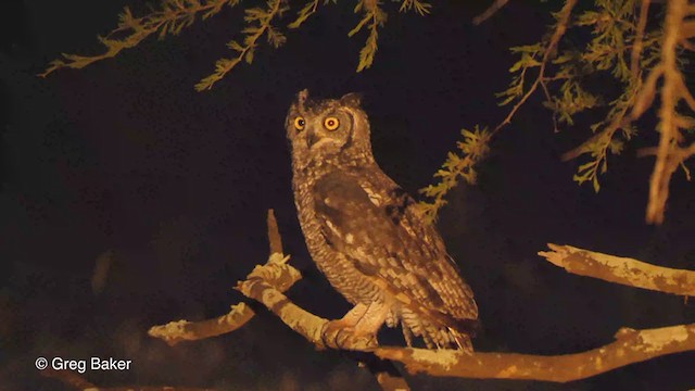 Spotted Eagle-Owl - ML236133631