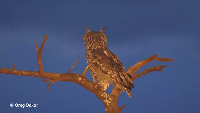 Spotted Eagle-Owl - ML236133651