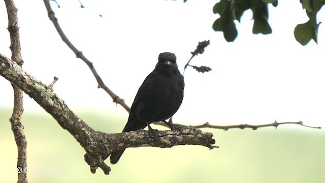 Fork-tailed Drongo - ML236134891