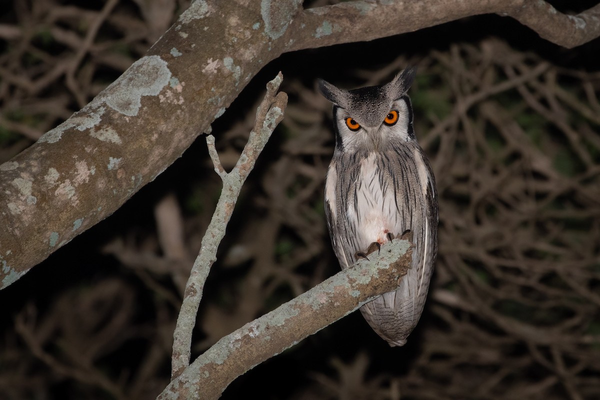Northern White-faced Owl - ML236135631
