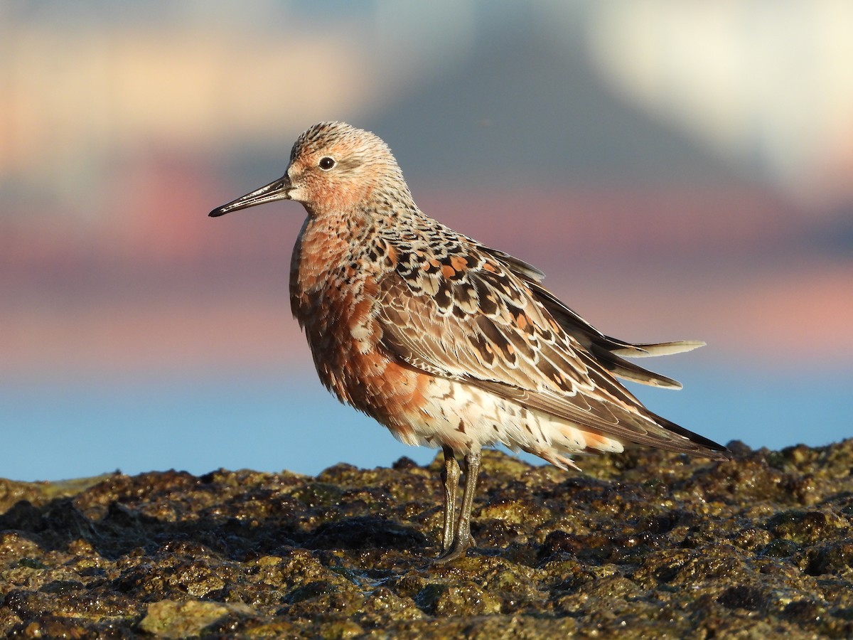 Red Knot - ML236135711