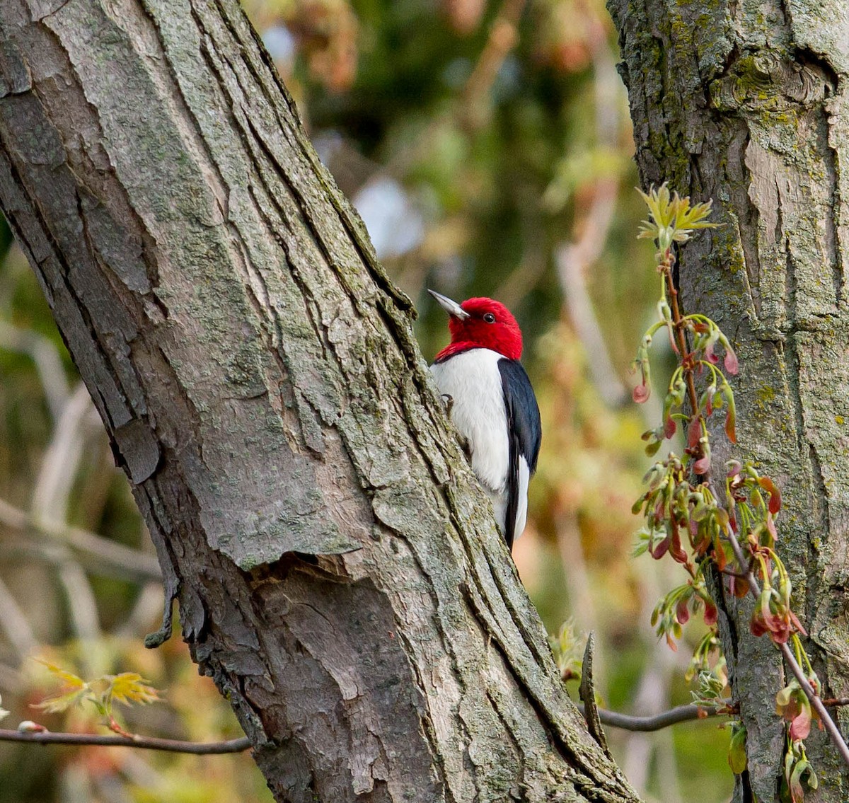 Red-headed Woodpecker - ML236137331