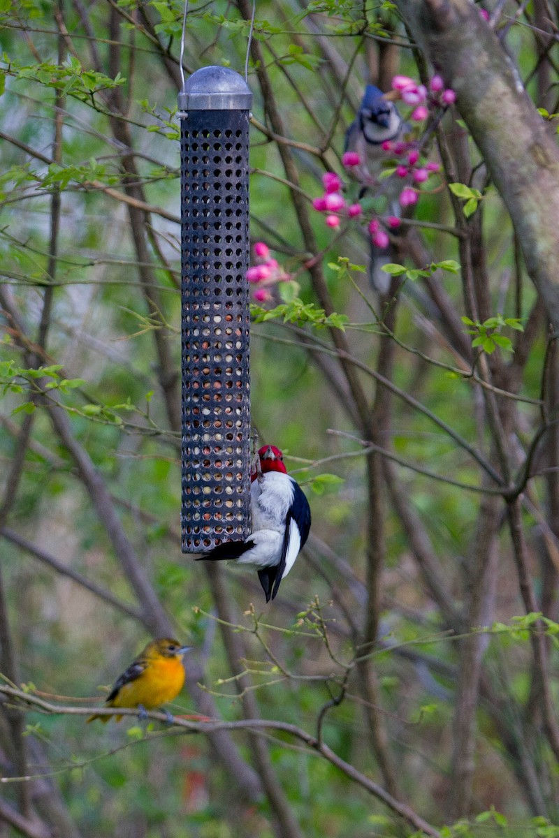 Red-headed Woodpecker - ML236137361