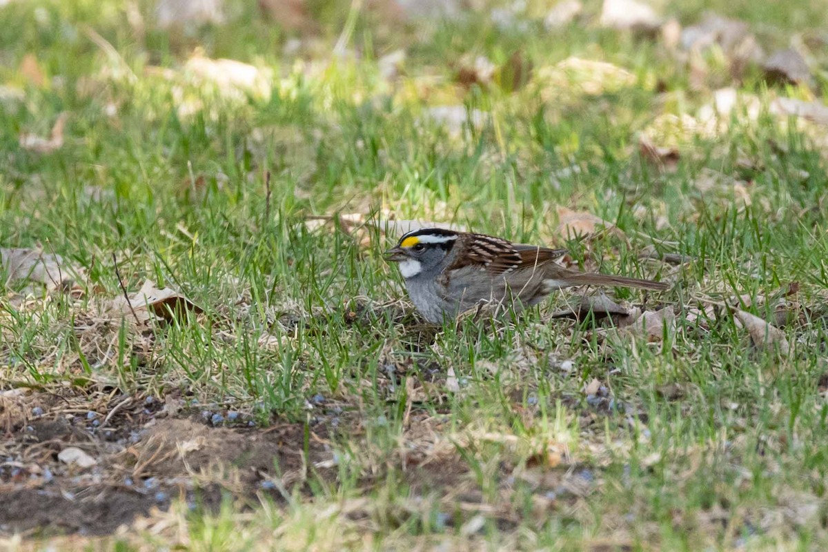 White-throated Sparrow - ML236137921