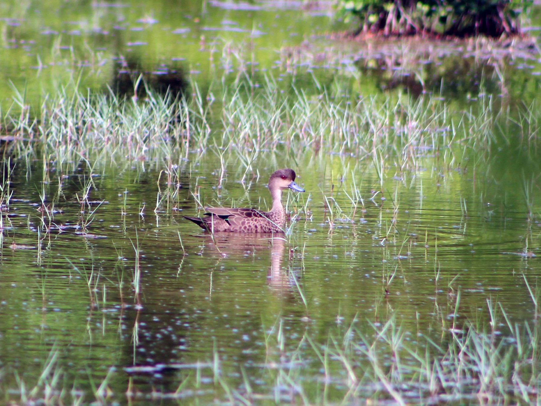 Sunda Teal - eBird