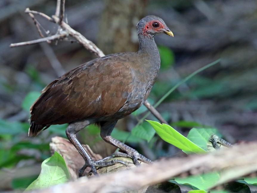 Philippine Megapode - Dave Bakewell