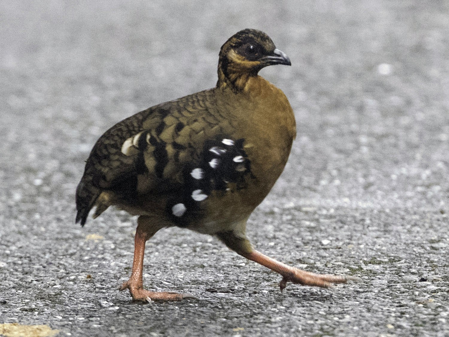 Red-breasted Partridge - New Jersey eBird