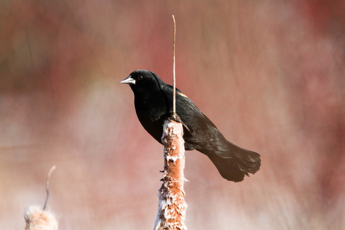 Red-winged Blackbird - Christopher McPherson