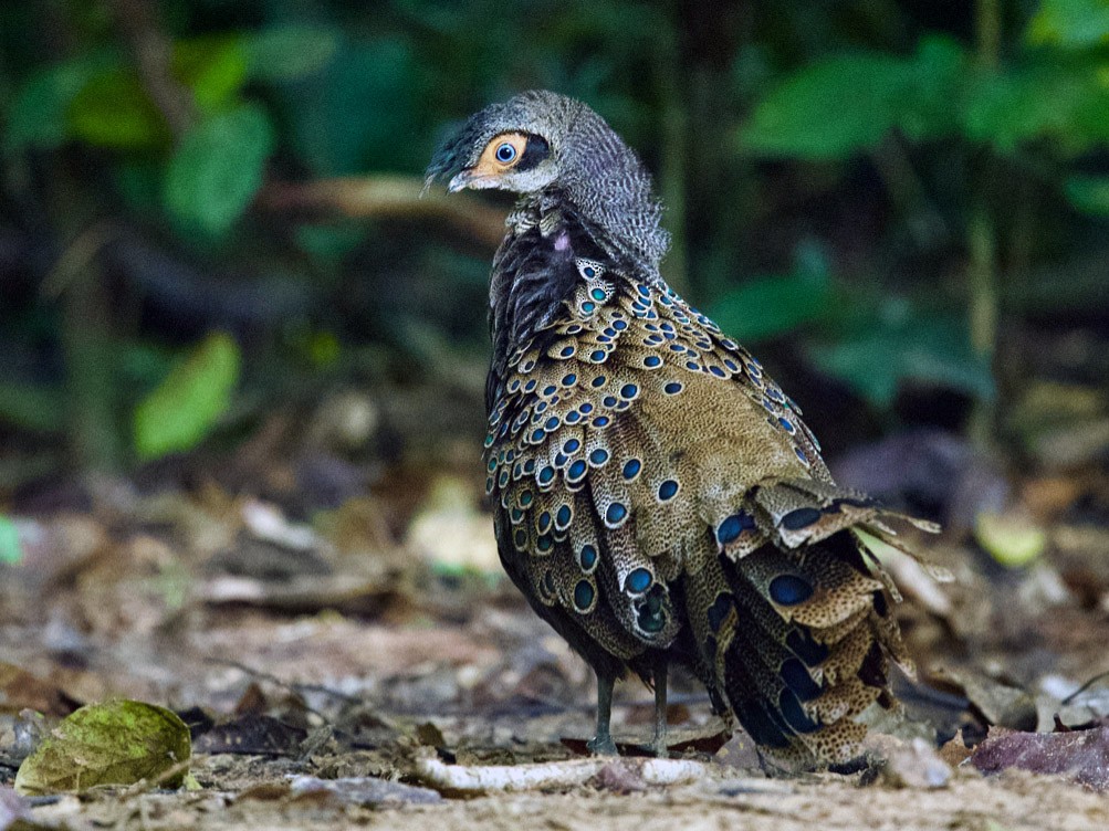 Malayan Peacock-Pheasant - Qin Huang