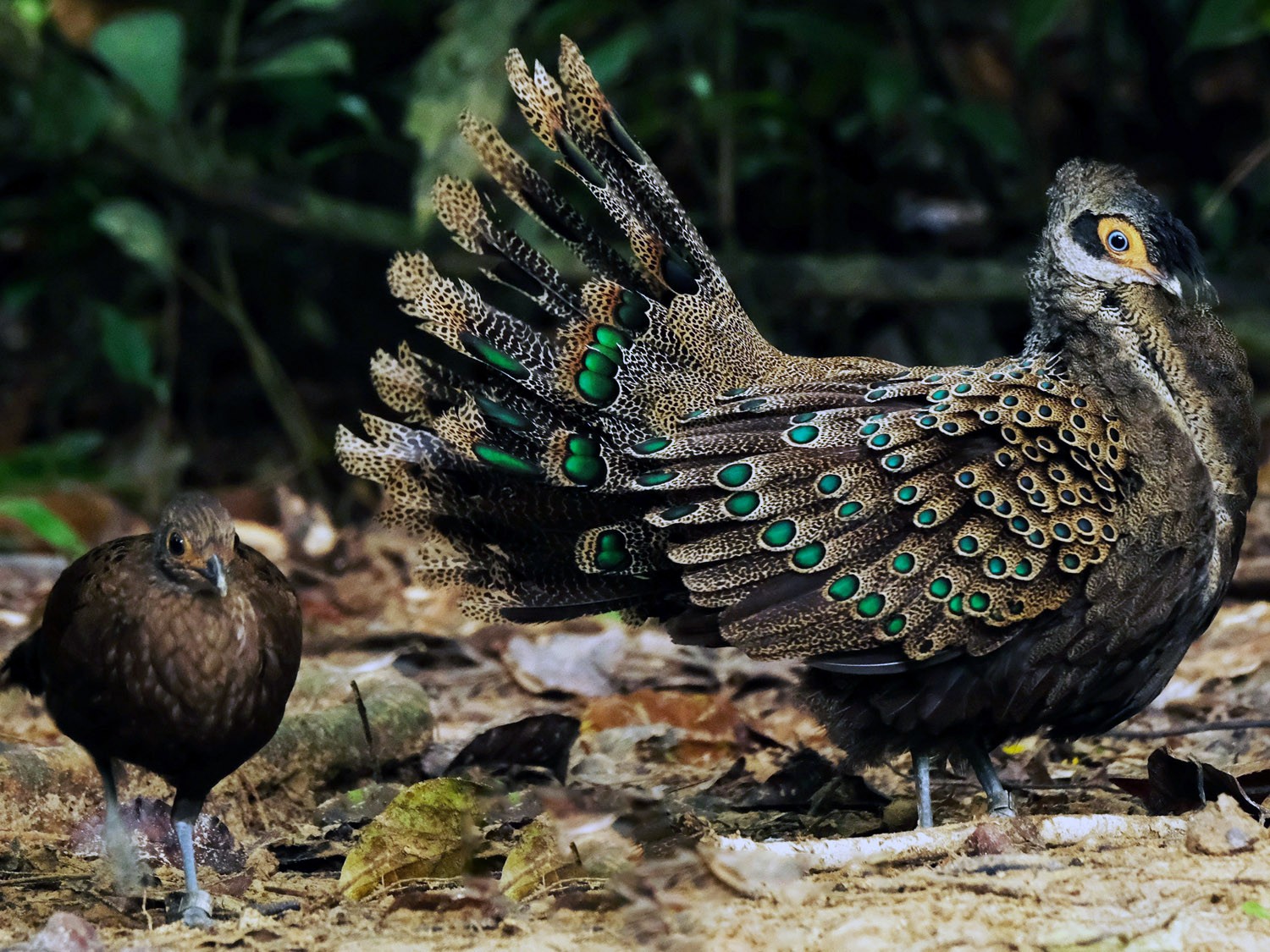 Malayan Peacock-Pheasant - Lim Ying Hien