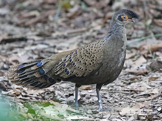  - Malayan Peacock-Pheasant