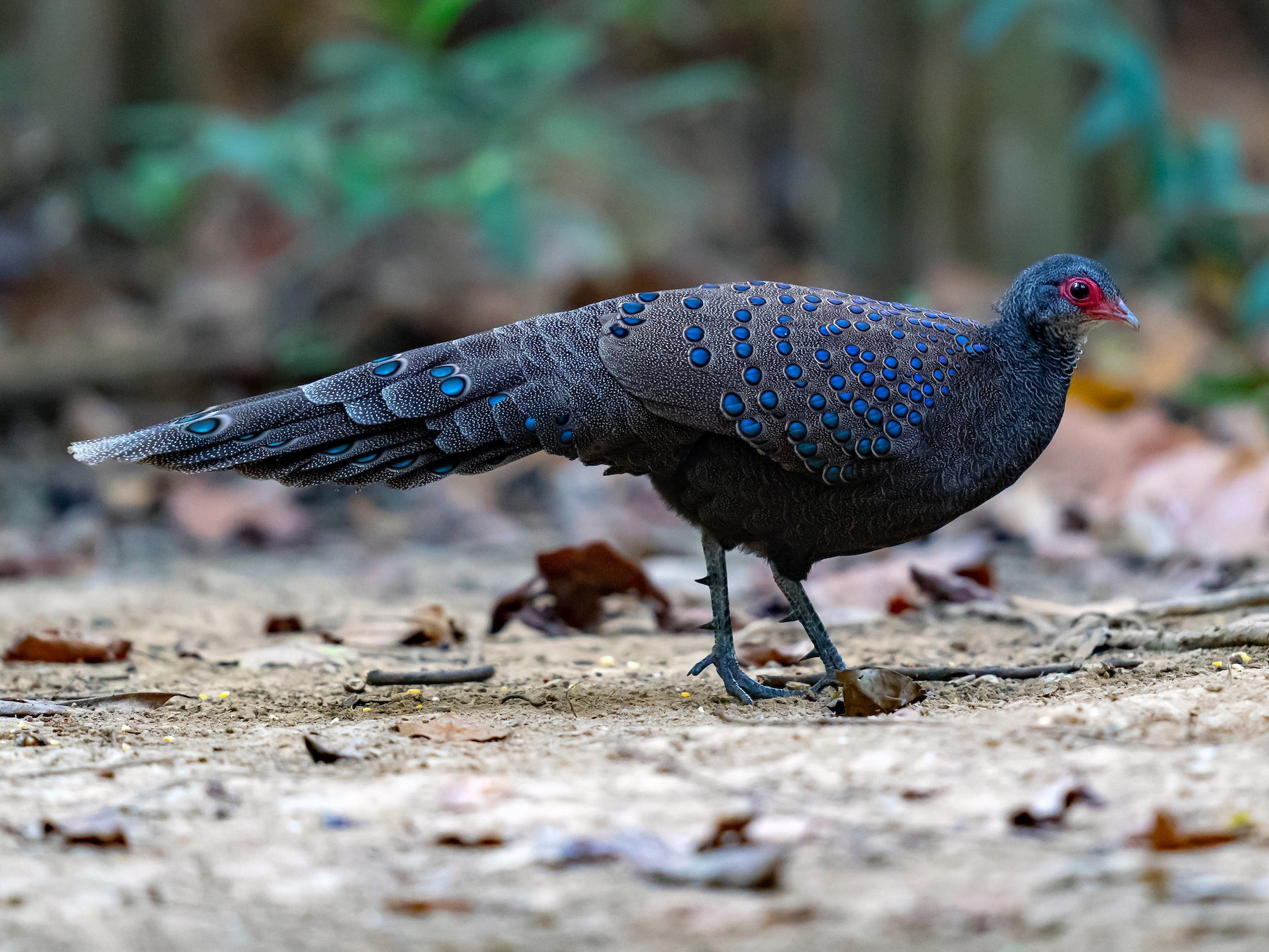Germain's Peacock-Pheasant - Simple Birder