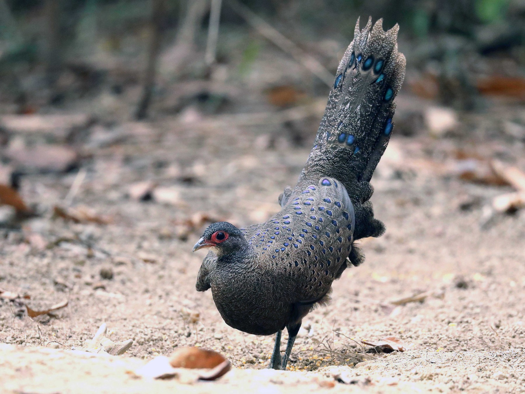 Germain's Peacock-Pheasant - Ly Lan Le Do