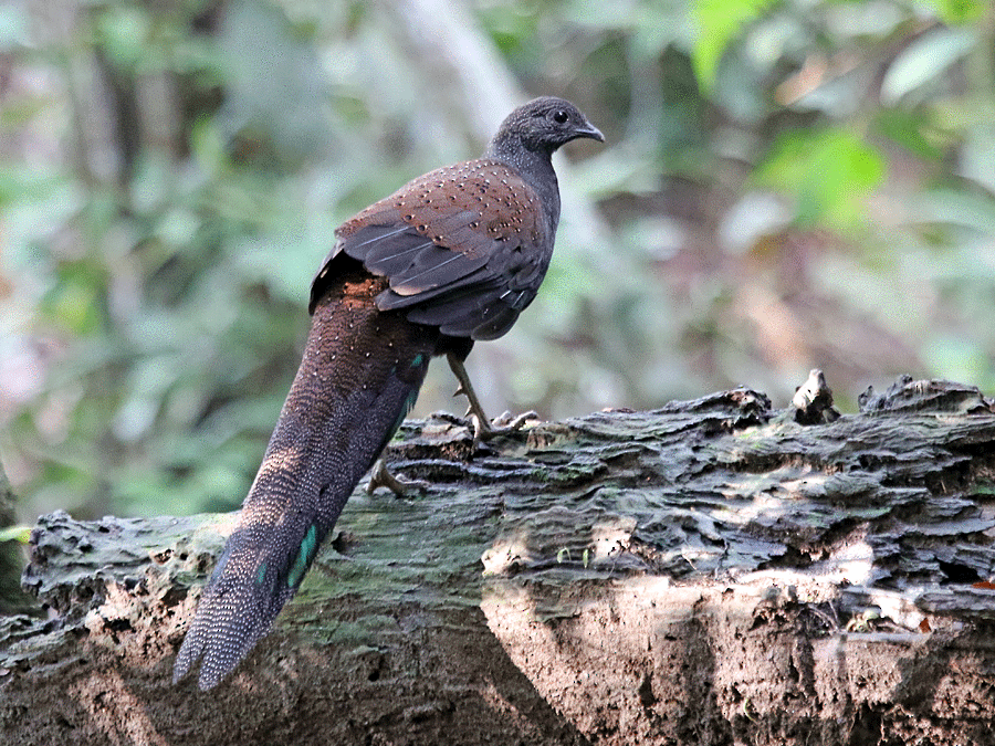 Mountain Peacock-Pheasant - Dave Bakewell