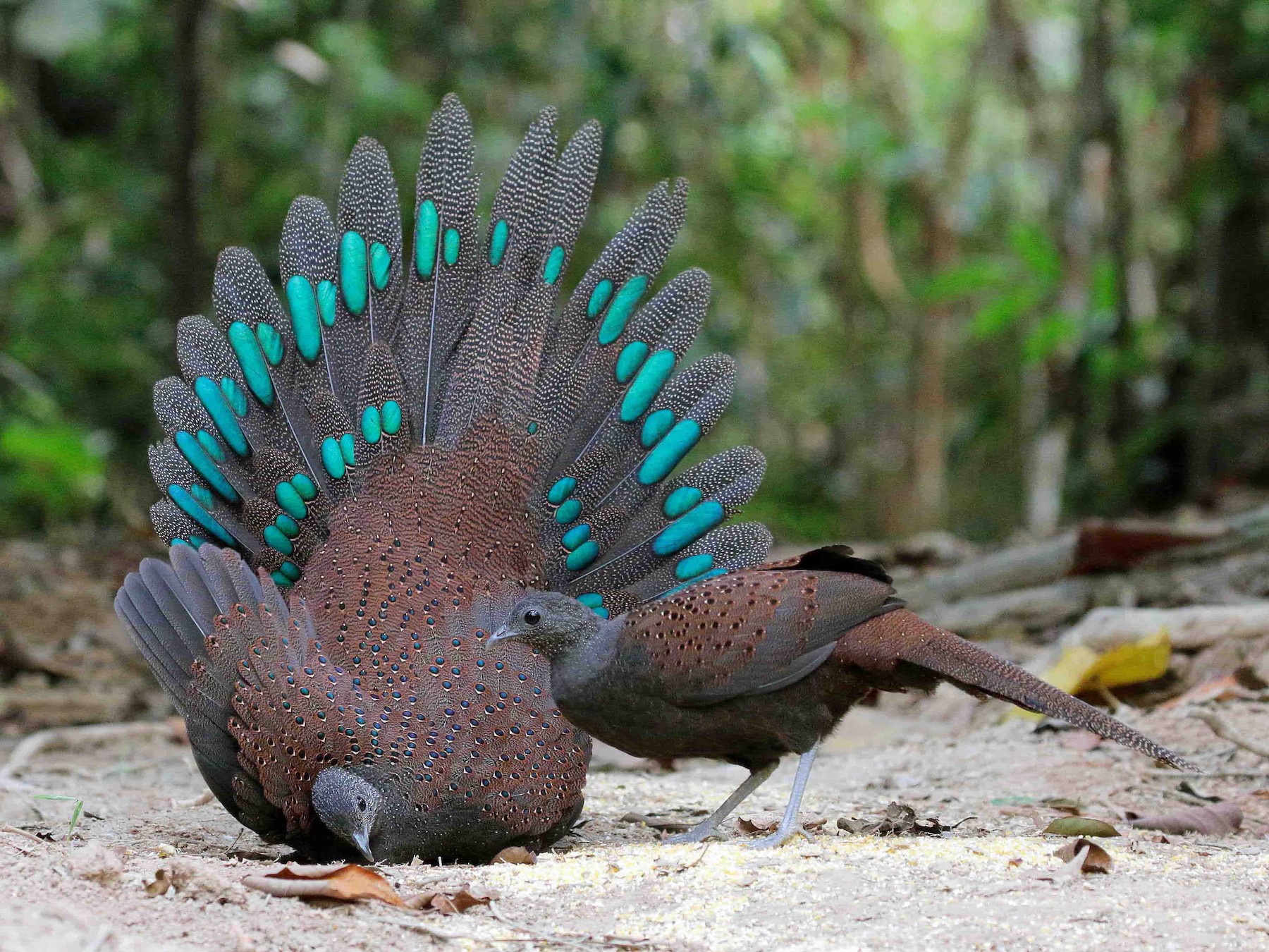 Mountain Peacock-Pheasant - Neoh Hor Kee