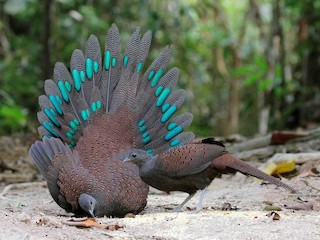 アカコクジャク - eBird